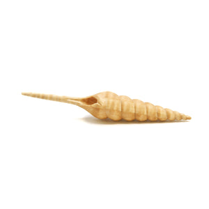 積層カービング ［トチ］ 【Spindle beak Shell】