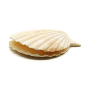 カービング ［マンモス］ 【Open Scallop Shell】 (ホタテ貝) 2インチ
