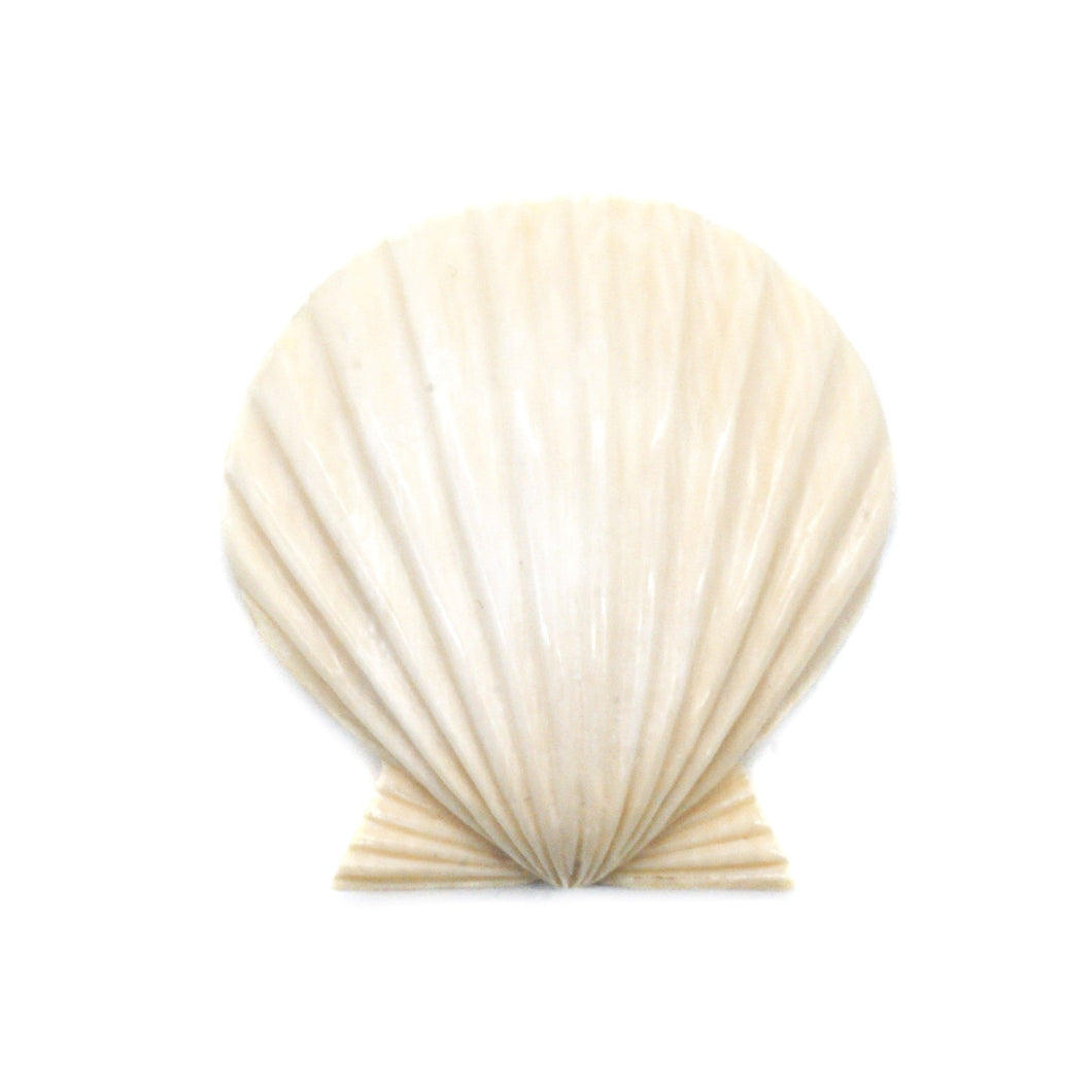 カービング ［マンモス］ 【Scallop Shell】 (ホタテ貝) 1-1/2インチ