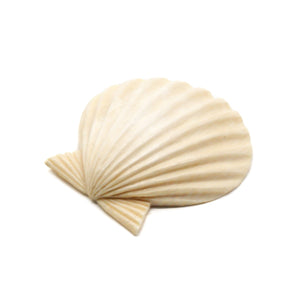 カービング ［マンモス］ 【Scallop Shell】 (ホタテ貝) 1-1/2インチ
