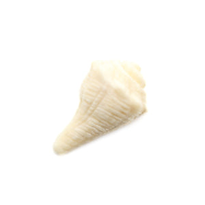 カービング［マンモス ] 1/2インチ Conch Shell (巻貝)