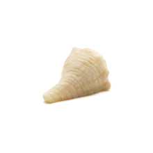 画像をギャラリービューアに読み込む, カービング［マンモス ] 1/2インチ Conch Shell (巻貝)
